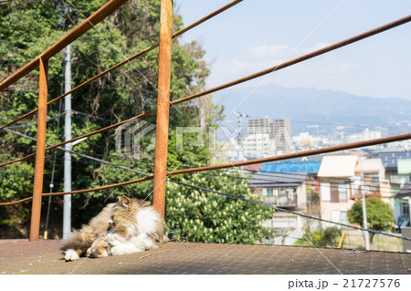 昼寝する野良猫 昼寝する野良猫 21727576