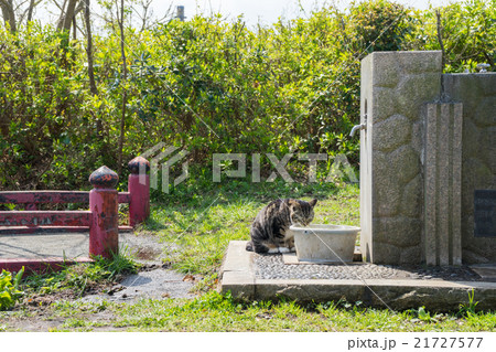 水を飲む野良猫 水を飲む野良猫 21727577