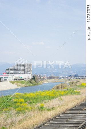 菜の花が咲く狩野川 菜の花が咲く狩野川 21727578