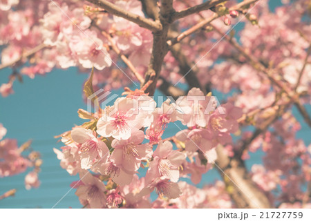 Sakura cherry blossom in japan 21727759
