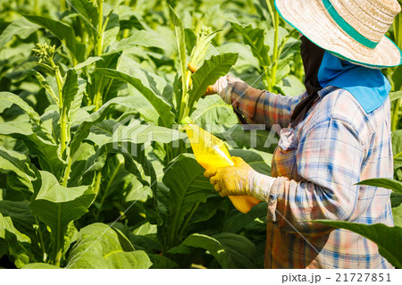 Put Insecticide and fertilizer in tobacco plant Put Insecticide and fertilizer in tobacco plant 21727851