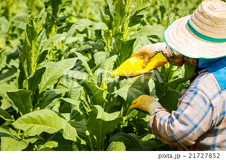 Put Insecticide and fertilizer in tobacco plant Put Insecticide and fertilizer in tobacco plant 21727852