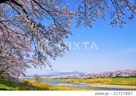 白石川堤一目千本桜、 21727997