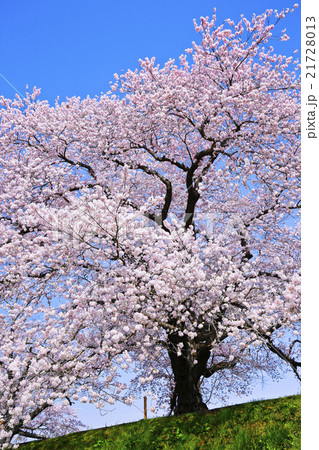 白石川堤一目千本桜、 白石川堤一目千本桜、 21728013
