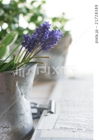 ムスカリ 21728389
