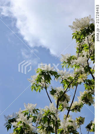 青空にマルバアオダモの花咲いて　ホソバアオダモ　 21728463