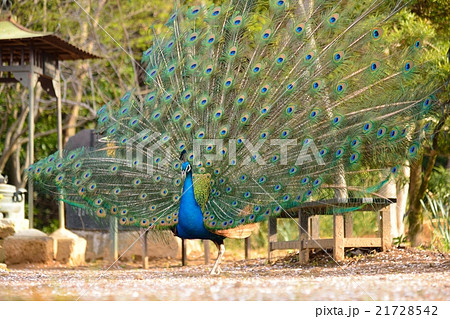 孔雀 孔雀 21728542