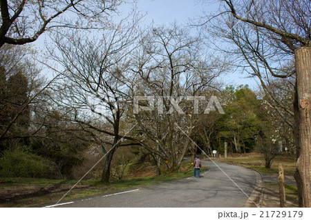 倶利伽羅県定公園の桜 倶利伽羅県定公園の桜 21729179