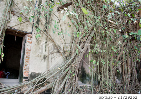 Old tree roots covered walls and floor. Old tree roots covered walls and floor. 21729262