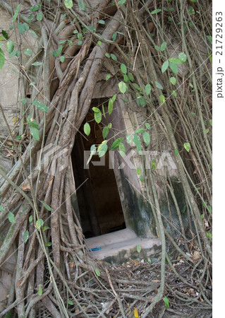 Old tree roots covered walls and floor. Old tree roots covered walls and floor. 21729263