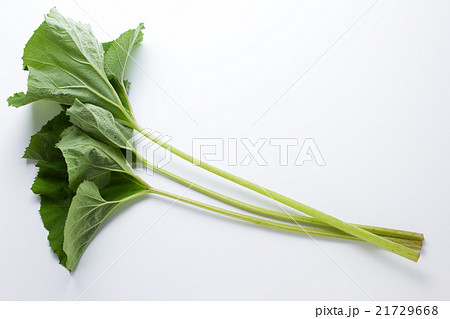 蕗1 蕗1 21729668