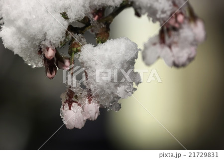 淡雪 淡雪 21729831