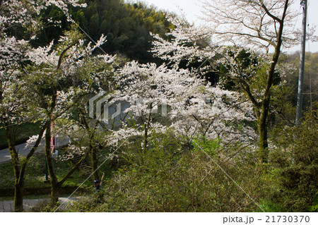 倶利伽羅の桜 倶利伽羅の桜 21730370