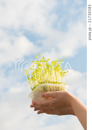 新芽の栽培 新芽の栽培 21730383