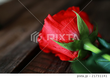 rose bud stem wooden old rose bud stem wooden old 21731141