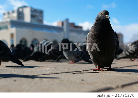 doves on the background of the city doves on the background of the city 21731276