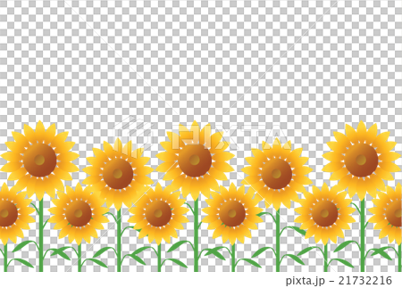 sunflower sunflower 21732216