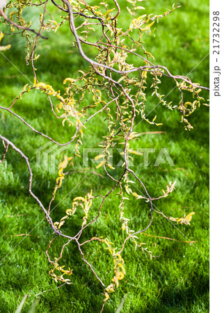 yellow catkins of willow tree and green lawn 21732298