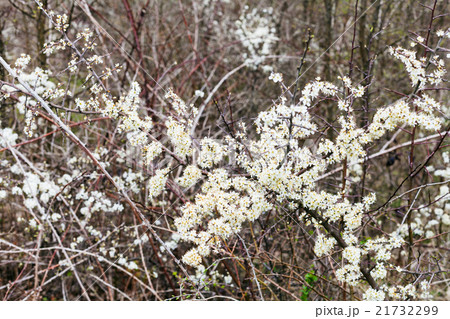 blossoms of thorny shrub hawthorn in spring 21732299