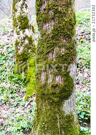 trunks of poplar trees covered by green moss 21732302
