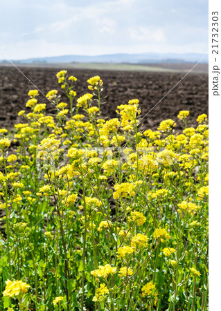 yellow blooms of canola and arable field 21732303