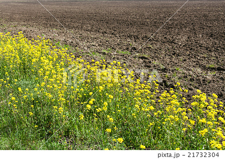 arable land and yellow blooms of rapeseed 21732304