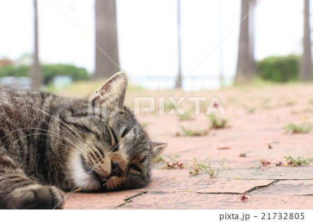 公園の道端で眠る野良ネコ 公園の道端で眠る野良ネコ 21732805