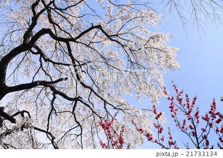 シダレザクラ シダレザクラ 21733134