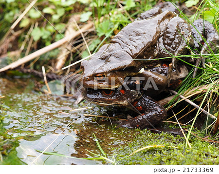 アズマヒキガエル 21733369