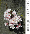 桜の花束 21734010