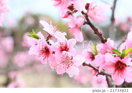 桃の花　もも畑 21734821