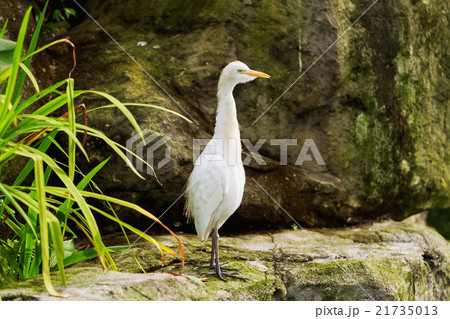 The cattle egret (Bubulcus ibis), heron. Malaysia. 21735013