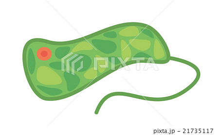 ミドリムシ 21735117