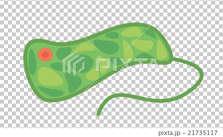 ミドリムシ 21735117