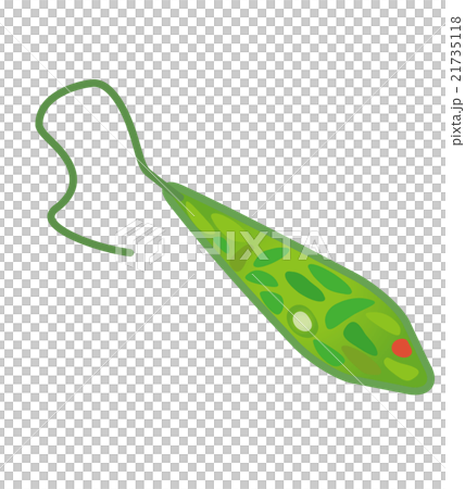 Midorimushi Midorimushi 21735118