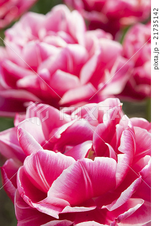 チューリップ 21735142