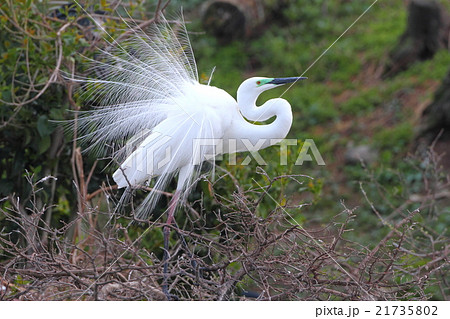 繁殖羽の美しいダイサギ 21735802
