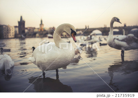 Swans on Vltava river in Prague 21735919
