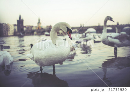 Swans on Vltava river in Prague Swans on Vltava river in Prague 21735920
