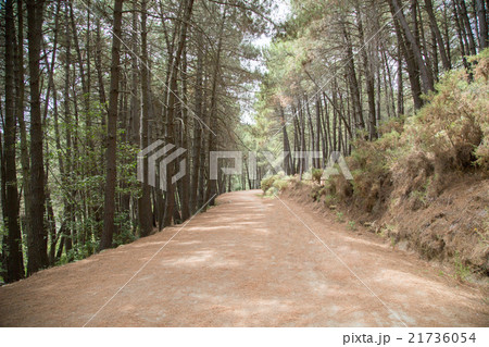 Road in coniferous forest 21736054