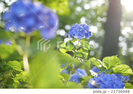 紫陽花 21736088