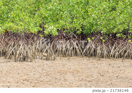 Mangrove tree on the beach 21736146