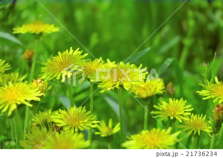 野の花『タンポポ』淀川河川敷。大阪府枚方市 21736234