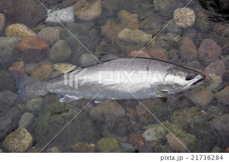 サクラマス 21736284