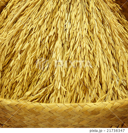 Rice/Paddy Rice/Paddy 21736347