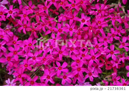 芝桜 赤 芝桜 赤 21736361