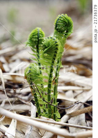 コゴミ コゴミ 21736379