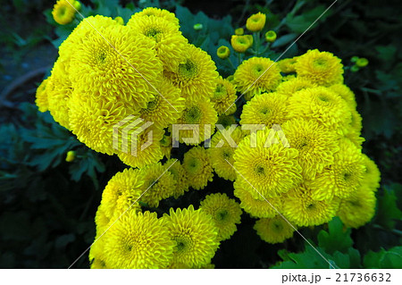 ポンポン菊 ピンポン菊 の写真素材