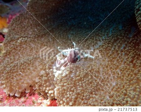 カニ カニ 21737513