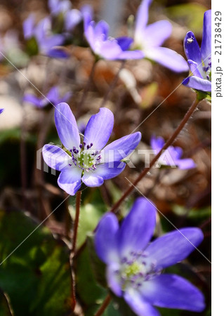 野草 野草 21738429